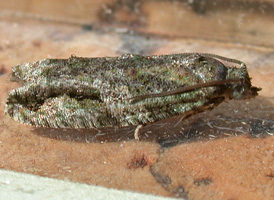 Maple-twig Borer